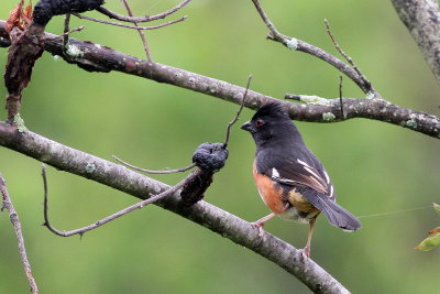 Eastern Towhee ♂