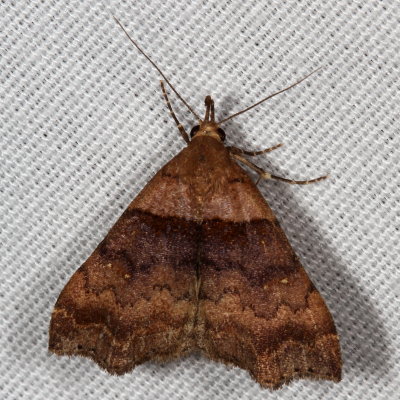 Hodges#8393 * Ambiguous Moth ♀ * Lascoria ambigualis