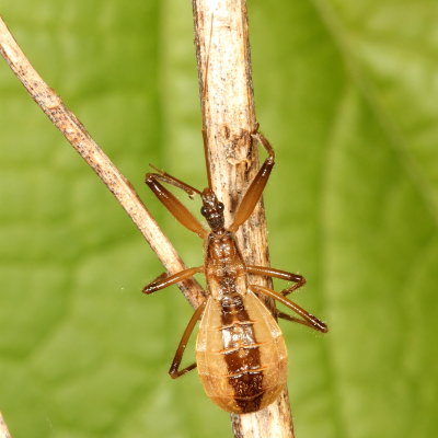 Fitchia aptera