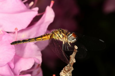 Blue Dasher ♀