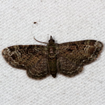 Hodges#7625 * Green Pug * Pasiphila rectangulata