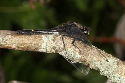 Dot-Tailed Whiteface ♂
