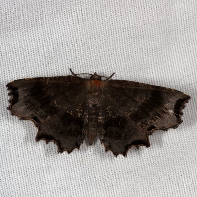 Hodges#6834 - Dark Scallop Moth ♀ * Cepphis decoloraria 