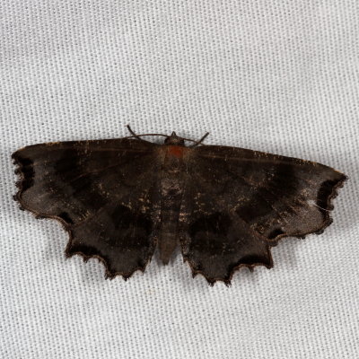 Hodges#6834 * Dark Scallop Moth ♀ * Cepphis decoloraria