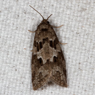 Hodges#3567 * Gray Tortrix * Cnephasia stephensiana