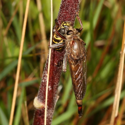 Subfamily Asilinae