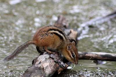 Eastern Chipmunk