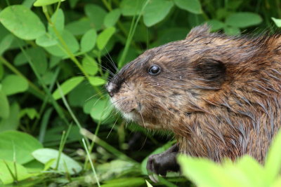 Common Muskrat