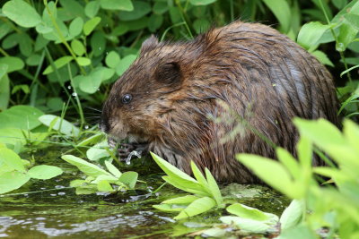 Muskrat