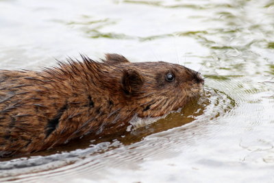 Common Muskrat