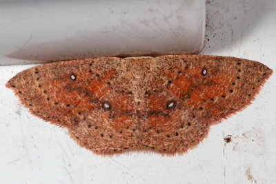 Hodges#7136 * Packard's Wave * Cyclophora packardi