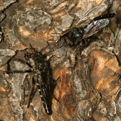 Genus Heteropogon