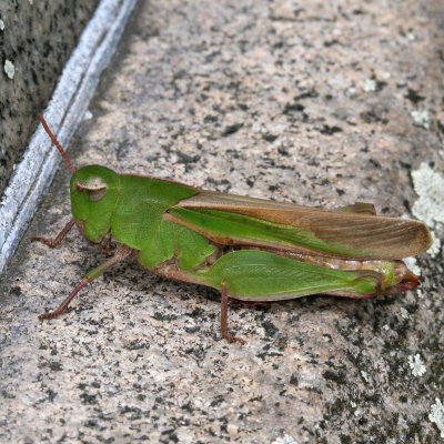 Oedipodinae : Band-winged Grasshoppers