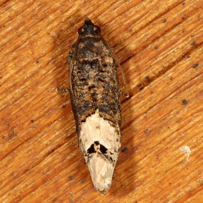 Hodges#3497 * Locust Twig Borer Moth - Ecdytolopha insiticiana