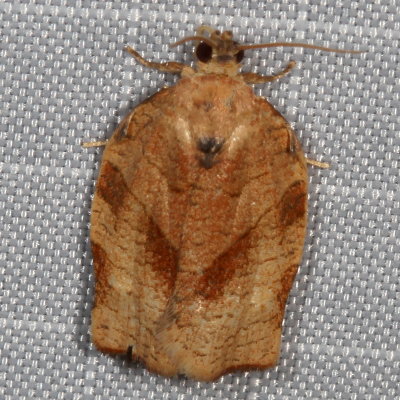 Hodges#3635 * Oblique-banded Leafroller * Choristoneura rosaceana ♂