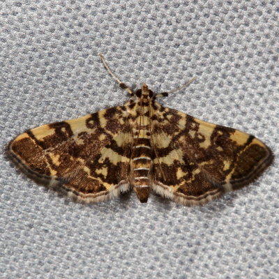 Hodges#5177 * Checkered Apogeshna * Apogeshna stenialis