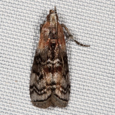 Hodges#5745 * Glyptocera consobrinella