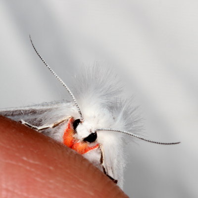 Hodges#8133 * Pink-legged Tiger Moth * Spilosoma latipennis