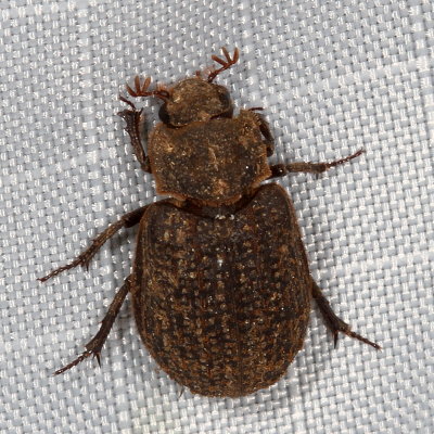 Trox unistriatus