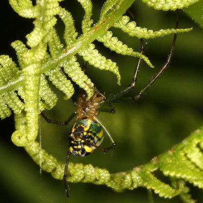 Leucauge venusta * Orchard Orbweaver