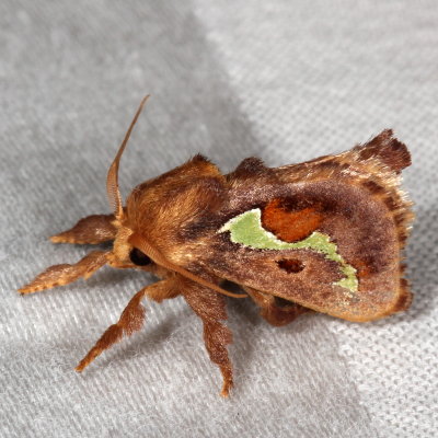 Hodges#4697 * Spiny Oak-Slug Moth * Euclea delphinii