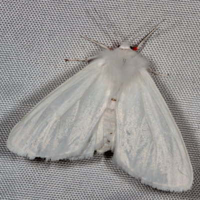 Hodges#8133 * Pink-legged Tiger Moth * Spilosoma latipennis