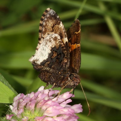 Hoary Edge
