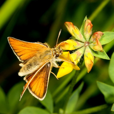 European Skipper