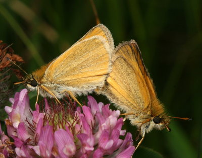 European Skipper