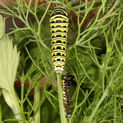 Black Swallowtail with shed - Fourth Instar
