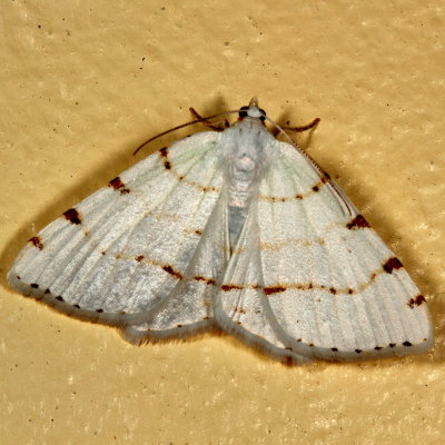 Hodges#6273 * Lesser Maple Spanworm * Speranza pustularia