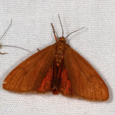 Hodges#8118 * Tawny Holomelina Moth * Virbia opella