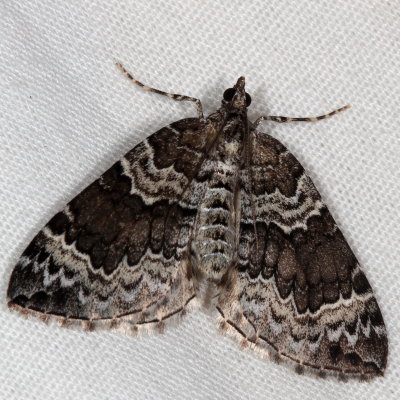 Hodges#7206 * White Eulithis * Eulithis explanata