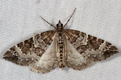 Hodges#7206 * White Eulithis * Eulithis explanata