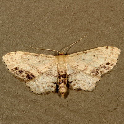 Hodges#7126 * Single-dotted Wave * Idaea dimidiata