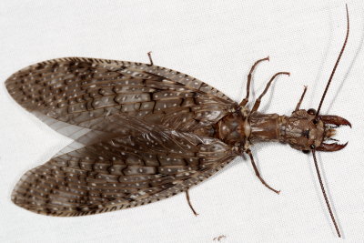 Eastern Dobsonfly