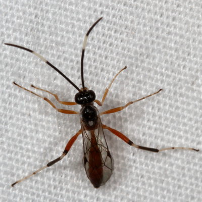 Tribe Cryptini ♂