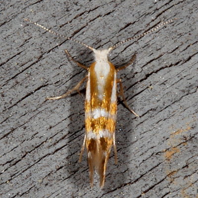 Hodges#2440 * Argyresthia aureoargentella 