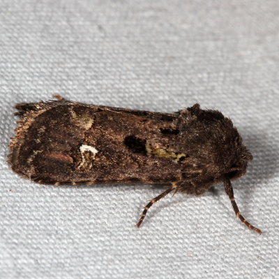 Hodges#10397 * Bristly Cutworm Moth * Lacinipolia renigera