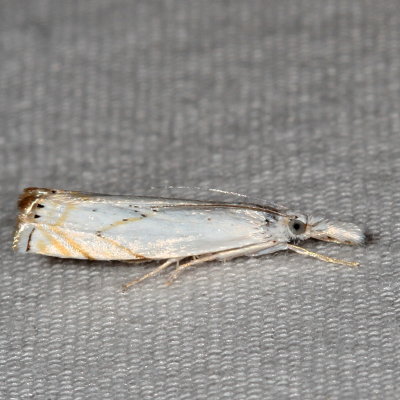Hodges#5361 * Small White Grass-veneer * Crambus albellus 
