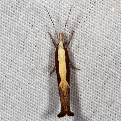 Hodges#2375 * Honeysuckle Moth * Ypsolopha dentella