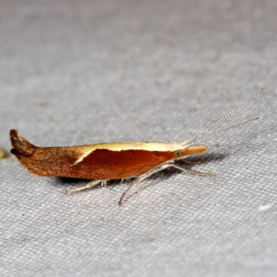 Hodges#2375 * Honeysuckle Moth * Ypsolopha dentella