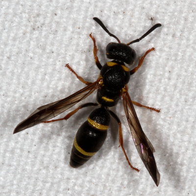 Parancistrocerus perennis