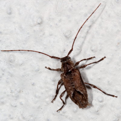 Sternidius alpha