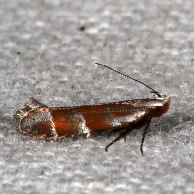 Hodges#2229 * Stripe-backed Moth * Battaristis vittella