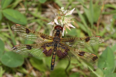 Calico Pennant ♀