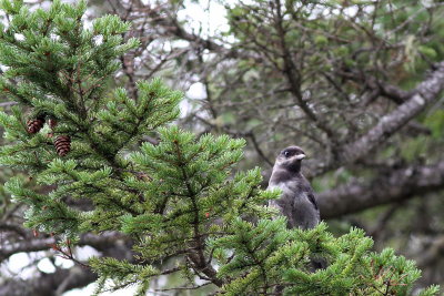 Gray Jay