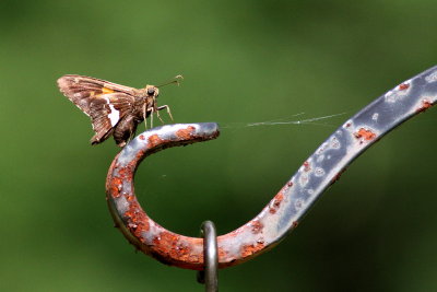 Silver-spotted Skipper