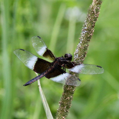 Widow Skimmer ♂