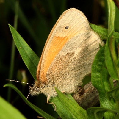 Common Ringlet